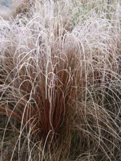 Carex buchananii - Laîche du Buchanan