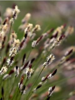Laîche des montagnes
