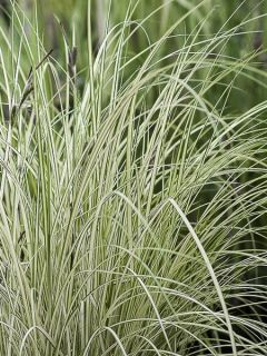 Laîche des rives panachée