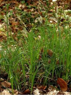 Carex flacca