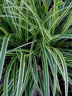 Carex morrowii Ice Dance - Laîche du Japon