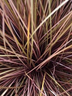 Laîche 'Milk Chocolate'