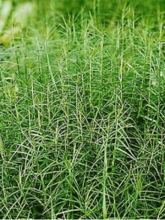 Carex musk. Little Midge-Laîche d'Amérique