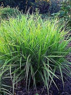 Laîche palmée 'Variegata'