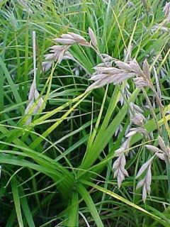 Carex muskingumensis - Laiche d Amerique