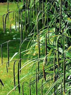 Carex pendula - Laîche pendante