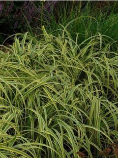 Carex trifida Rekohu Sunrise - Laîche