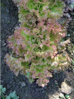 Laitue à couper 'Lollo Rossa'