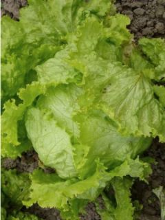 Laitue Batavia de Pierre Bénite