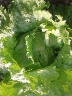 Laitue Batavia Great Lakes 118