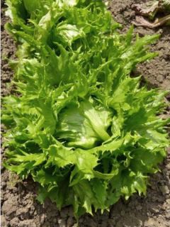 Laitue Batavia Reine des Glaces