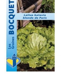 Laitue Batavia Blonde de Paris