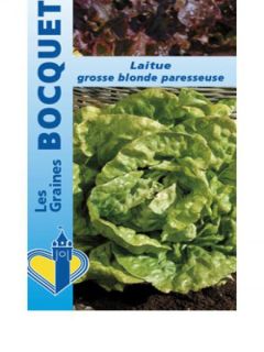 Laitue d'été 'Grosse Blonde Paresseuse'