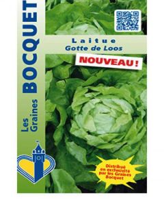 Laitue pommée Gotte de Loos - Lactuca sativa 