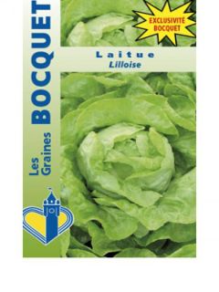 Laitue pommée Lilloise - Lactuca sativa 