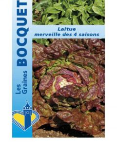 Laitue pommée Merveille des 4 saisons