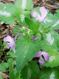 Lamium maculatum Elisabeth de Haas