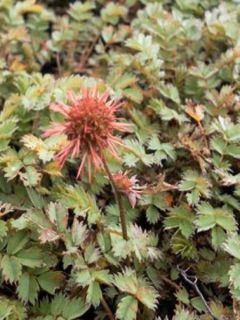 Lampourde à petites feuilles 'Dichte Matte'