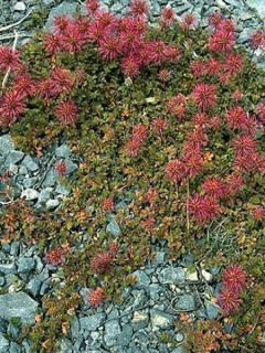 Lampourde à petites feuilles