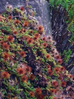 Lampourde de Magellan