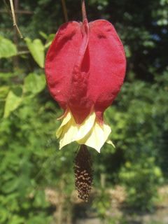 Lanterne chinoise, Abutilon du grand fleuve