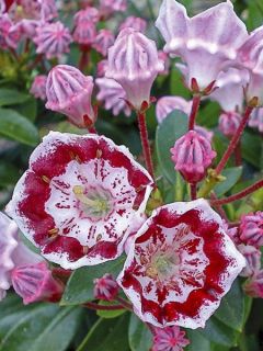 Laurier américain 'Minuet'