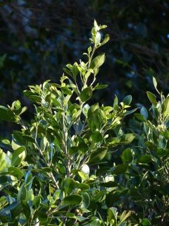 Laurier Cerise Fontanettes, Prunus laurocerasus Fontanettes, Laurière Fontanettes