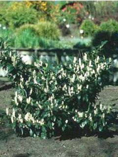 Laurier Cerise Van Nes, Prunus laurocerasus Van Nes