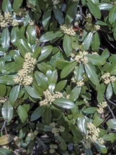 Cerisier à grappes caroliniana - Prunus caroliniana