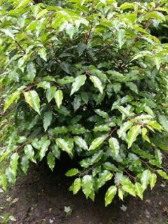 Laurier du Portugal - Prunus lusitanica