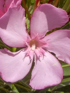 Laurier rose 'Emilie'
