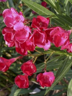 Laurier rose 'Jannoch'