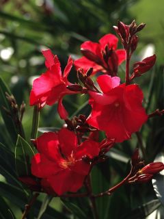 Laurier rose à fleurs rouge