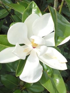 Magnolia grandiflora Ferruginea - Laurier-tulipier