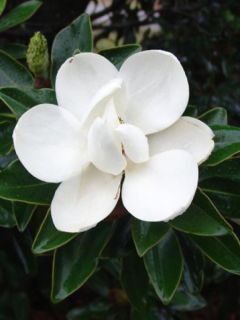 Magnolia grandiflora Little Gem - Laurier-tulipier nain.