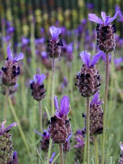 Lavandula stoechas Fat Head - Lavande à toupet - Lavande papillon