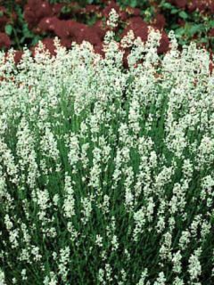 Lavande vraie - Lavandula angustifolia Alba