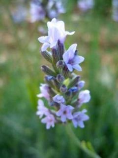 Lavandin - Lavandula intermedia Grappenhall