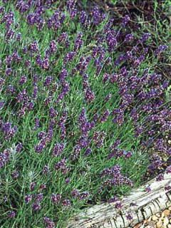 Lavande vraie 'Hidcote'
