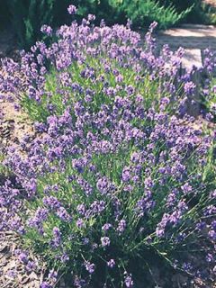 Lavande vraie, lavande officinale