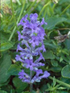 Lavande vraie 'Middachten'