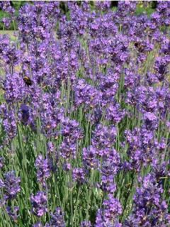Lavande vraie 'Munstead'