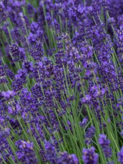 Lavande vraie Siesta - Lavandula angustifolia Siesta