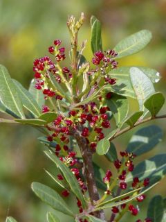 Lentisque, Arbre à mastic