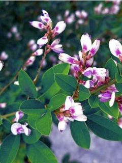 Lespedeza thunbergii 'Edo Shibori'