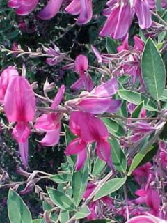 Lespedeza thunbergii