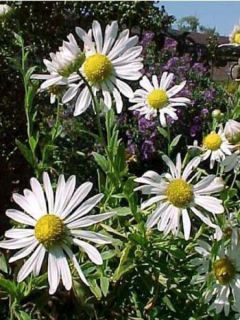 Leucanthemella serotina 