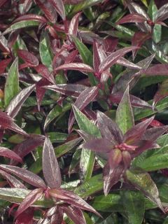 Leucothoe 'Burning Love'