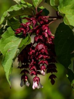 Arbre aux faisans - Leycesteria formosa