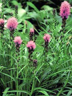 Liatride, Plume du Kansas 'Kobold'